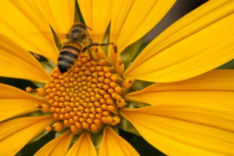 abeille