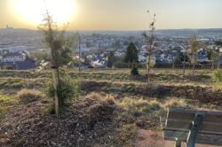 Colline arborée