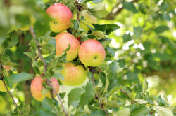 Verger pomme