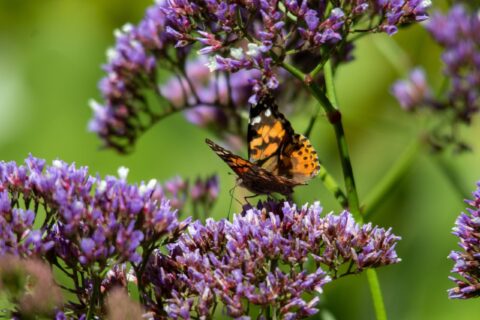 papillon